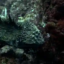 Vanishing Dragons - The Disappearing Iguanas Of Galapagos