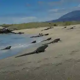 Vanishing Dragons - The Disappearing Iguanas Of Galapagos