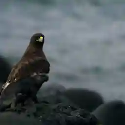 Vanishing Dragons - The Disappearing Iguanas Of Galapagos