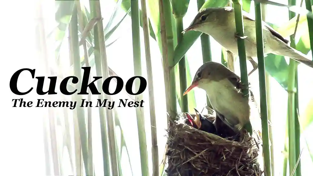 Cuckoo - The Enemy In My Nest