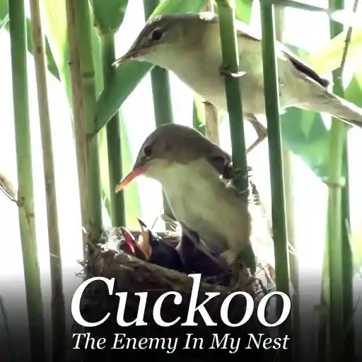 Cuckoo - The Enemy In My Nest