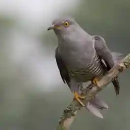 Cuckoo - The Enemy In My Nest