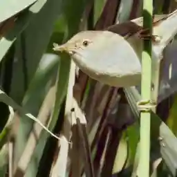 Cuckoo - The Enemy In My Nest