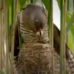 Cuckoo - The Enemy In My Nest