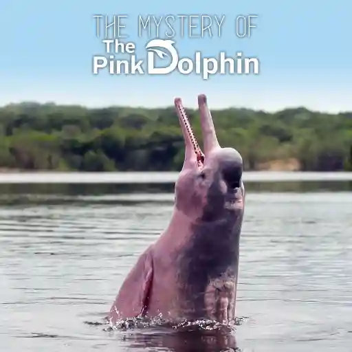 The Mystery Of The Pink Dolphin
