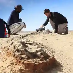 The Mystery Of The Pink Dolphin