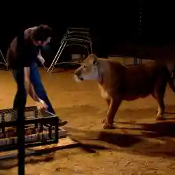 Circus Stories: Living with the Lion