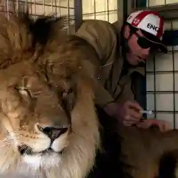 Circus Stories: Living with the Lion