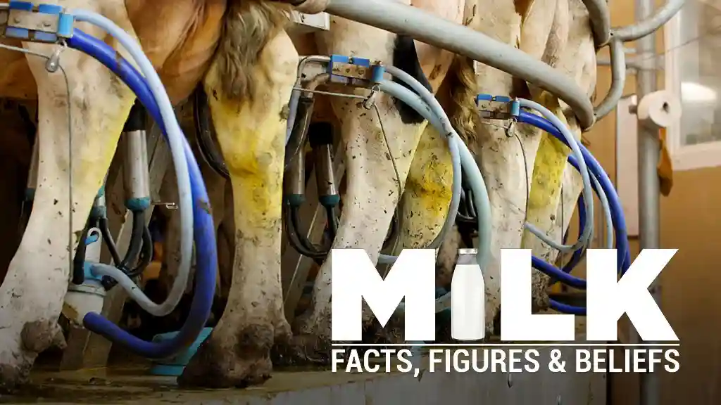 Milk - Facts, Figures & Beliefs