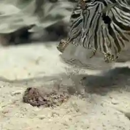 Lionfish - New Pirates of the Caribbean