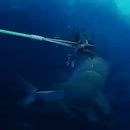 Lionfish - New Pirates of the Caribbean