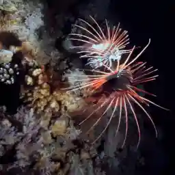 Lionfish - New Pirates of the Caribbean