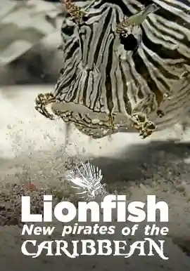 Lionfish - New Pirates of the Caribbean
