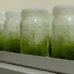 The Secret World of Herbs: In India