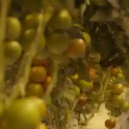 Islands of the Future: Iceland