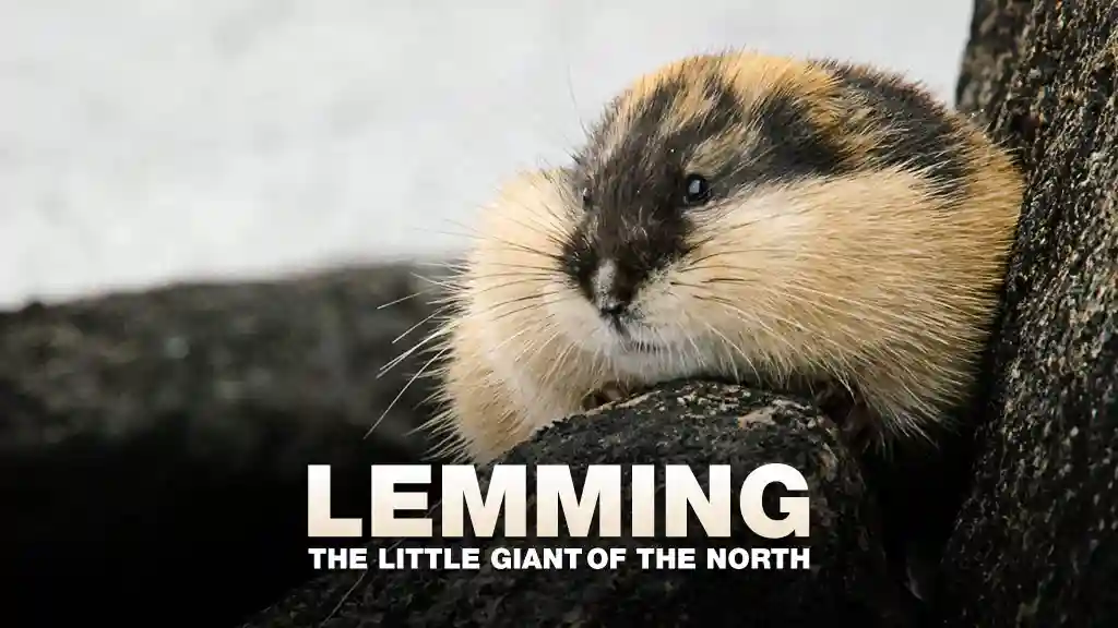Lemming - The Little Giant of the North