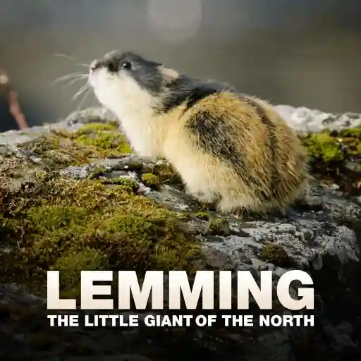 Lemming - The Little Giant of the North