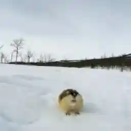 Lemming - The Little Giant of the North