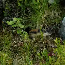 Lemming - The Little Giant of the North