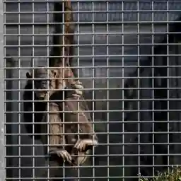 Out of Europe - A New Story of Human Evolution?