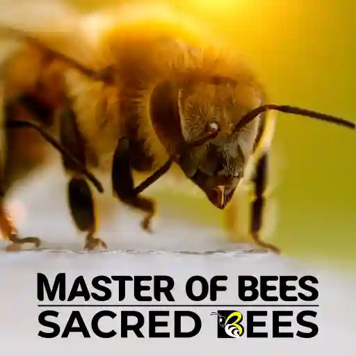 Master of Bees: Sacred Bees