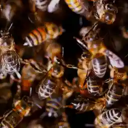 Master of Bees: Sacred Bees