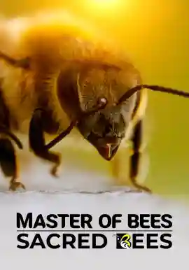 Master of Bees: Sacred Bees