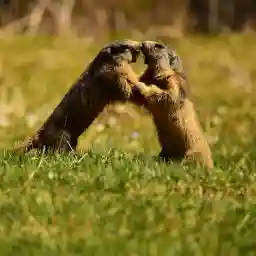 Nais In the land of wolves