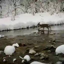 Nais In the land of wolves