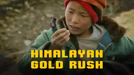 Himalayan Gold Rush