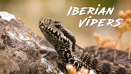 Watch Iberian Vipers Online At DocuBay Watch Iberian Vipers Online At DocuBay