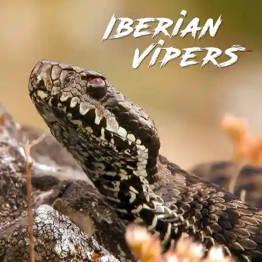 Iberian Vipers