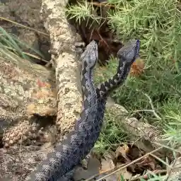 Iberian Vipers