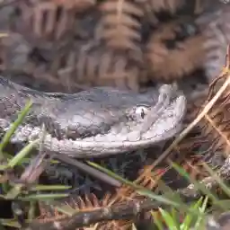 Iberian Vipers