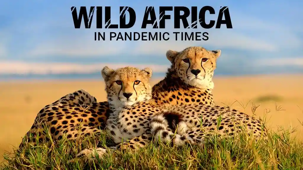 Wild Africa in Pandemic Times