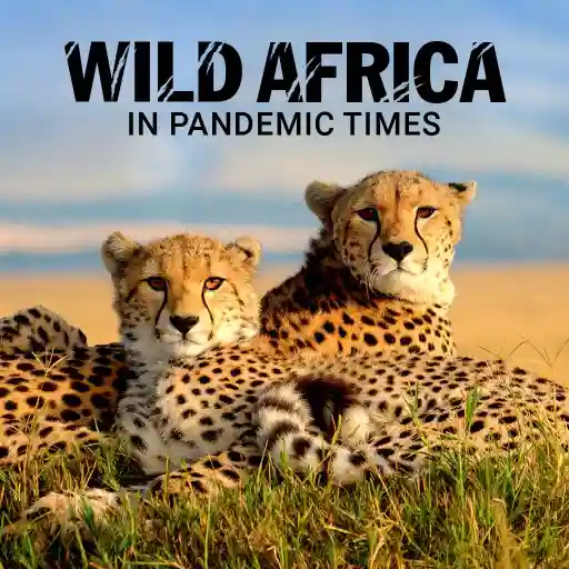 Wild Africa in Pandemic Times