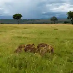 Wild Africa in Pandemic Times