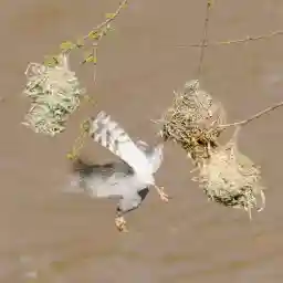 Wild Africa in Pandemic Times