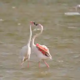 Israel- Salt of the earth: The South