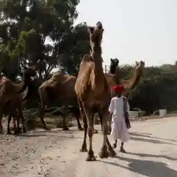 Herders: Guardians Of The Earth- The Camel Herders Of Rajasthan