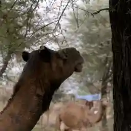Herders: Guardians Of The Earth- The Camel Herders Of Rajasthan