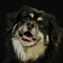 Dogs And Us: The Secret Of Our Friendship