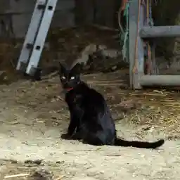 Beasts And Witches: The Secrets Of The Farm