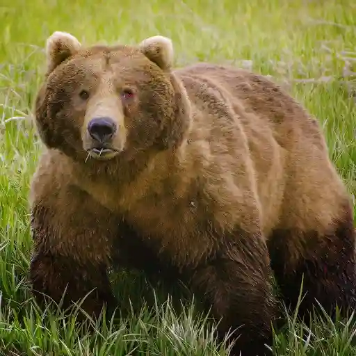 Grizzly Encounters With Chris Morgan: The Private Life Of Bears