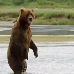 Grizzly Encounters With Chris Morgan: The Private Life Of Bears