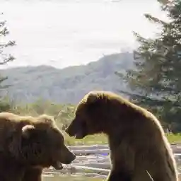 Grizzly Encounters With Chris Morgan: The Private Life Of Bears