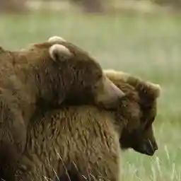 Grizzly Encounters With Chris Morgan: The Private Life Of Bears