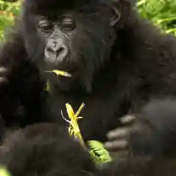 Gorillas Under Stress