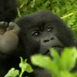 Gorillas Under Stress
