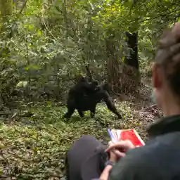 Gorillas Under Stress